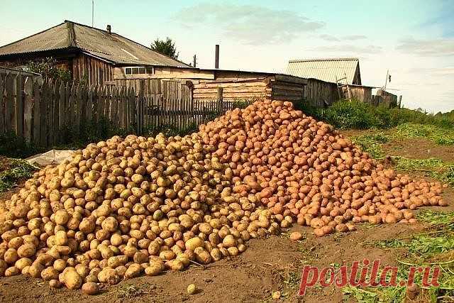 Чем меньше клубень картофеля, тем крупнее он дает клубни
