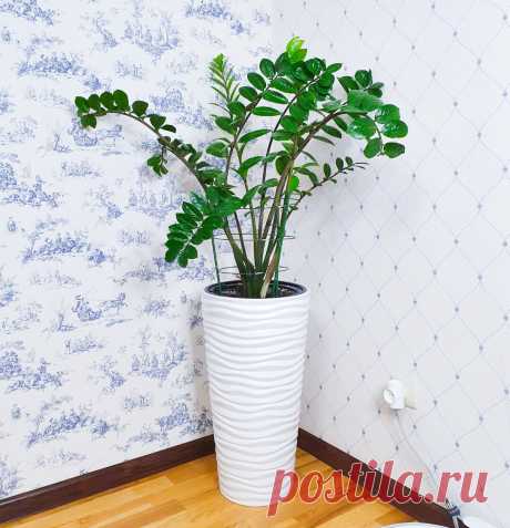 Замиокулькас «раскидал» листья? Делюсь простым и недорогим решением | Антон - цветочник | Яндекс Дзен