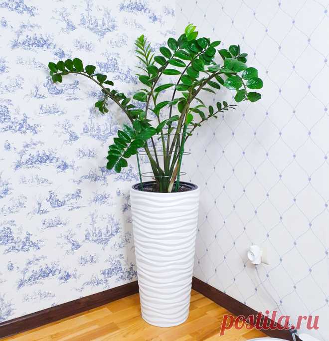 Замиокулькас «раскидал» листья? Делюсь простым и недорогим решением | Антон - цветочник | Яндекс Дзен