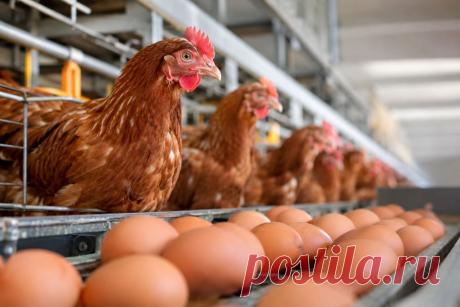 🥚🐔 Сальмонелла у кур-несушек — скрытая угроза для безопасности яиц. Инфекция может протекать без симптомов, сохраняться в птичнике и распространяться через помет, пыль и оборудование.

🔬 Как выявить возбудителя и защитить продукцию? Разбираем диагностику и профилактику.

#Птицеводство#Сальмонелла#Ветеринария#Биобезопасность#БезопасностьПищи
Изображение от ChatGPT