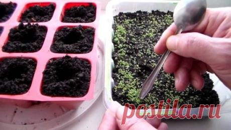 Какие цветы сажают на рассаду в феврале? 
Весна еще далеко, а цветоводы уже должны подумать о том, какие цветы в новом сезоне будут украшать их клумбы. Напоминаем, что сеять некоторые цветы на рассаду нужно уже в феврале. 
Ранний посев позволит растениям с длинным вегетационным периодом успеть подготовиться к летнему цветению. В феврале высевать на рассаду можно однолетние, двухлетние и многолетние цветы. 
Посев на рассаду однолетних цветов 
Чтобы эти яркие и быстро растущие растения украсил