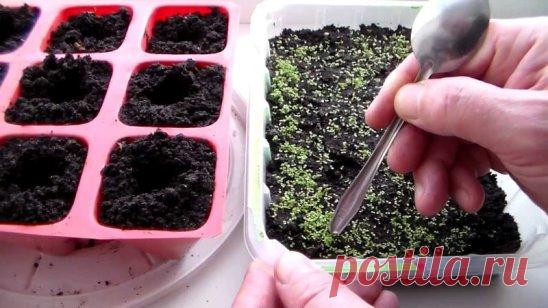 Какие цветы сажают на рассаду в феврале? 
Весна еще далеко, а цветоводы уже должны подумать о том, какие цветы в новом сезоне будут украшать их клумбы. Напоминаем, что сеять некоторые цветы на рассаду нужно уже в феврале. 
Ранний посев позволит растениям с длинным вегетационным периодом успеть подготовиться к летнему цветению. В феврале высевать на рассаду можно однолетние, двухлетние и многолетние цветы. 
Посев на рассаду однолетних цветов 
Чтобы эти яркие и быстро растущие растения украсил