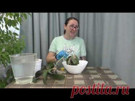 СОКРОВИЩЕ БУДДЫ / КАК ПОЛУЧИТЬ ИЗ ОДНОЙ ОРХИДЕИ ЦЕЛЫХ ТРИ / ПЕРЕСАДКА И ДЕЛЕНИЕ !