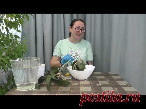 СОКРОВИЩЕ БУДДЫ / КАК ПОЛУЧИТЬ ИЗ ОДНОЙ ОРХИДЕИ ЦЕЛЫХ ТРИ / ПЕРЕСАДКА И ДЕЛЕНИЕ !