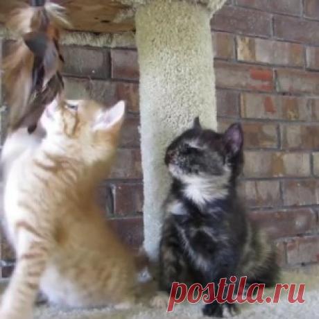 Оставьте все дела на 5 минут. Это видео — лучшее, что я видел за последнее время! - МирТесен