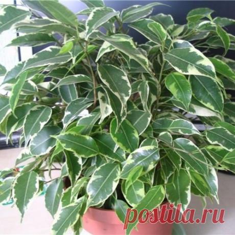 Любимый цветок! Основные проблемы при выращивании фикуса