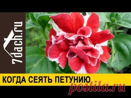 ☘️ Когда и как сеять петунию - НЕ ПРОПУСТИТЕ сроки - 7 дач
