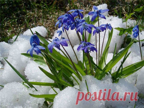 Плейкаст «Цветы под снегом»