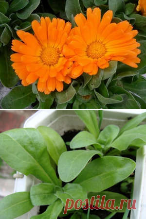 Календула - выращивание из семян на садовом участке (фото растения)