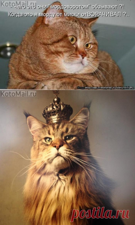 Так уж и мордоворот | KotoMail.ru