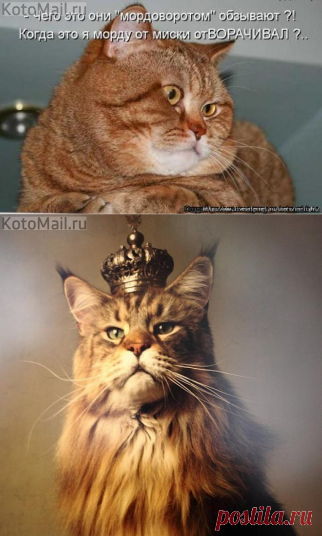 Так уж и мордоворот | KotoMail.ru