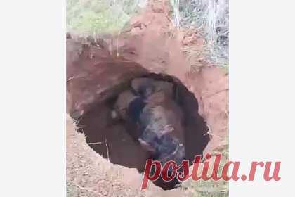 Всадник на лошади провалился в огромную яму в России и сделал неожиданное открытие