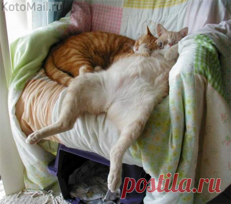 В здоровом теле - здоровый сон!