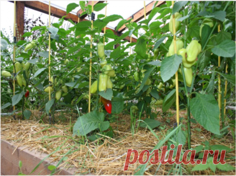 Перца много не бывает! Особенно, когда знаешь, как его правильно выращивать:

1. Если на растениях перца в начале лета завязалось несколько плодов и после этого прекратилось цветение, то данные плоды необходимо отщипнуть. После такой процедуры наши растения цвести начнут с удвоенной энергией, а к концу сезона дадут нам просто грандиозный урожай.

2. Корни перца любят приток воздуха, который можно обеспечить частым рыхлением почвы и не допусканием образования почвенной корк...