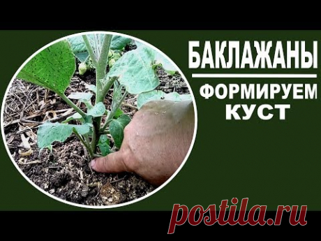 Как формировать баклажаны