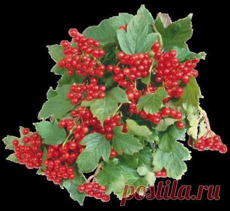 Плейкаст «калины куст»