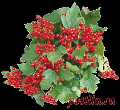 Плейкаст «калины куст»