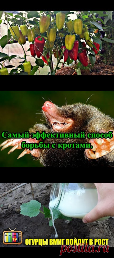 БОЛЬШОЙ урожай ПЕРЦА, что нужно сделать? - YouTube