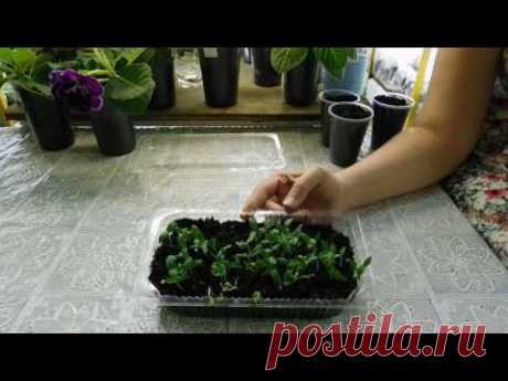 Посев семян Баклажанов с кипятком ! Результат как всегда .