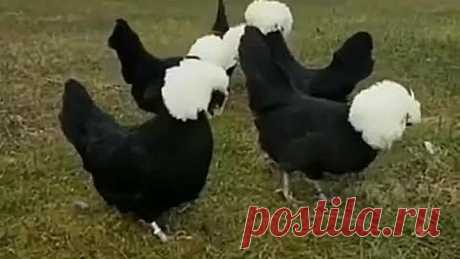 Ну что за чудо природы!