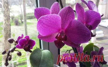 Наши цветы - Страница 7 - Все обо всем - Аквариумистика в Узбекистане