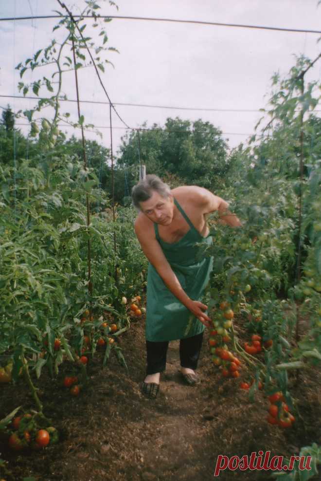 помидоры