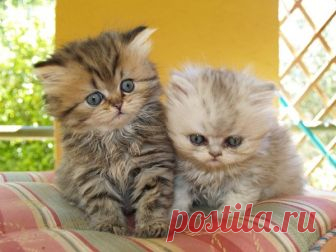 Чем кормить Персидских котят: полезные советы и фото