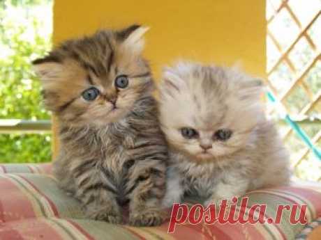 Чем кормить Персидских котят: полезные советы и фото
