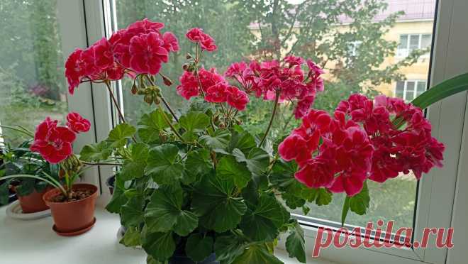 Формула ящика с Геранью, где сплошные бутоны и цветы. Именно поэтому повторю ещё много раз. Просто, а сейчас выигрывает у петунии | Сад Фрейи | Дзен