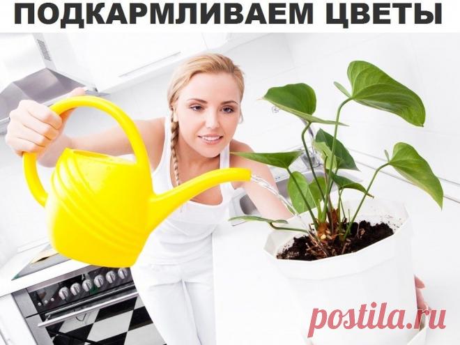 ПОДКАРМЛИВАЕМ ЦВЕТЫ - 8 Октября 2015