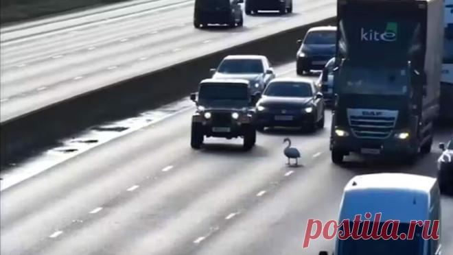 Лебедь, из-за которого остановилось движение по шоссе, был спасен. В Англии лебедь, из-за которого остановилось движение по шоссе, был спасен, пишет Independent. Движение на шоссе в районе Нортгемптона встало из-за необычного "нарушителя" — лебедя, который бродил по четырехполосной ...