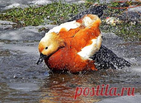 Купание красного огаря