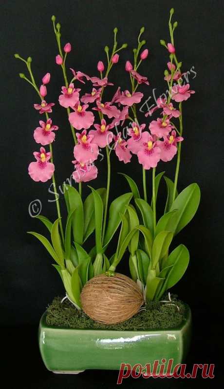 Oncidium