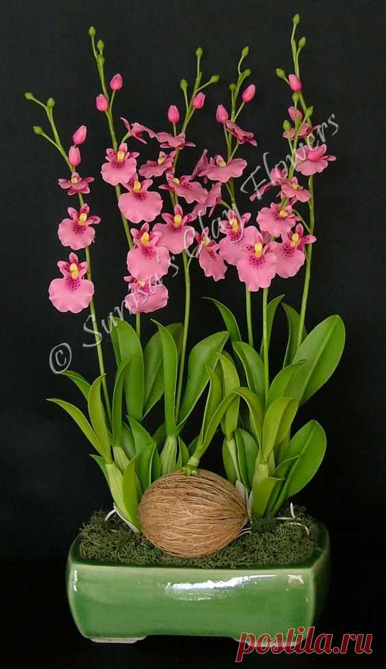 Oncidium