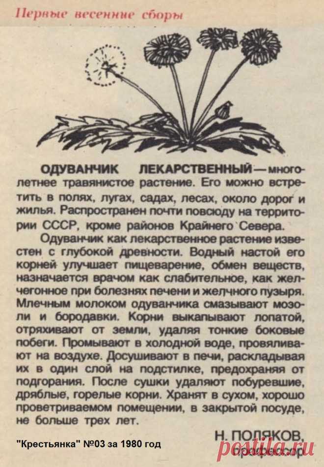 Одуванчик лекарственный