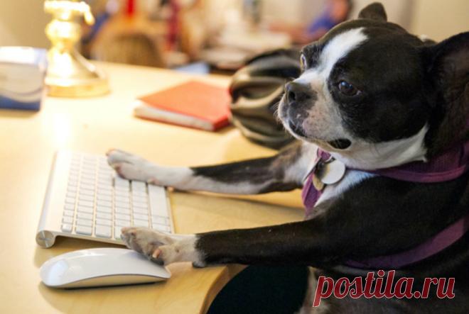 20 смешных фотографий, доказывающих, что собаки - отличные сотрудники