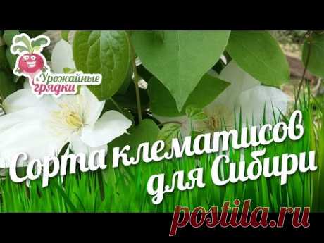 Обзор сортов клематисов для Сибири. Выращивание и уход за клематисами #urozhainye_gryadki