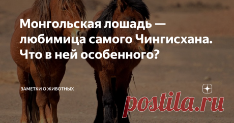 Монгольская лошадь — любимица самого Чингисхана. Что в ней особенного? Монгольская лошадь — очень необычная лошадь. Во всех отношениях.