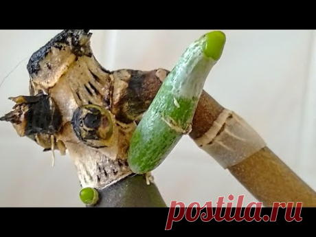 УДОБРЯТЬ орхидеи ТОЛЬКО ТАК! КОРНИ ЛЕЗУТ, листья НЕ УЗНАТЬ! РЕАЛЬНЫЙ ОТЗЫВ орхидеи! ПОЛЬЗА👍 орхидеи!