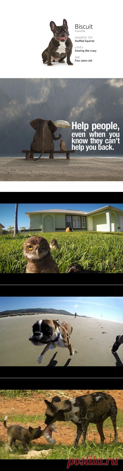 THE KINGDOM | Dragdis