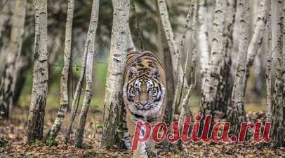 Тигр вышел к домам в приморском селе и напал на собаку. В Приморском крае жители села Владимиро-Петровка Ханкайского района сообщили, что тигр вышел к домам и напал на собаку. Читать далее