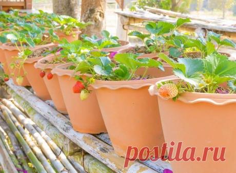 Клубника на подоконнике за 2 месяца - это РЕАЛЬНО!!!