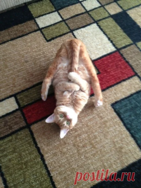 Необычные кошки и их удивительные позы — подборка смешных фото | Manki Blog | Яндекс Дзен