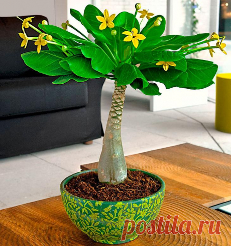 Бригамия - семейства колокольчиковых Такой суккулент, как бригамия (Brighamia) имеет прямое отношение к семейству колокольчиковых (Campanulaceae). Данное растение еще именуют «гавайской пальмой», так как оно имеет внешние сходства с паль...