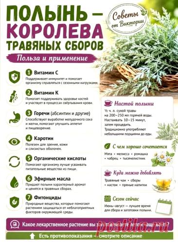 Полынь королева травяных сборов