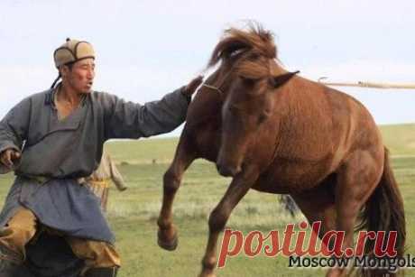 Айраг кумыс - Moscow Mongols