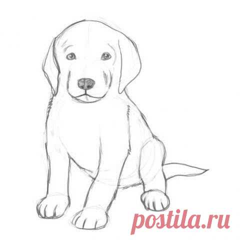 Рисуем щенка