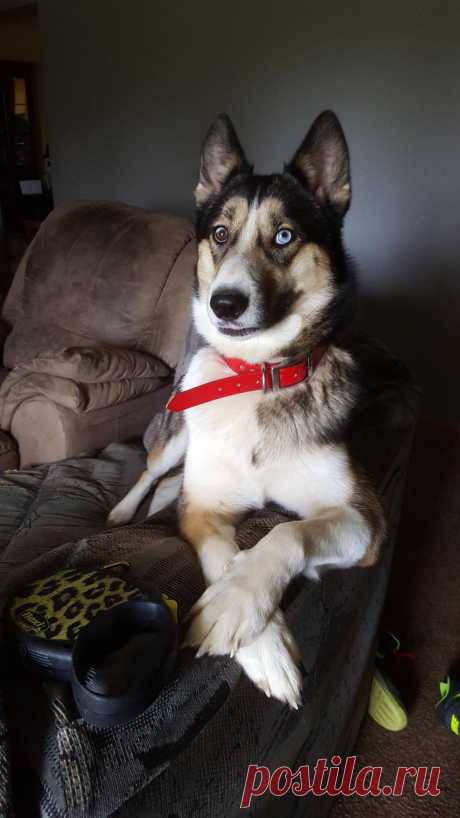 Метис хаски и немецкой овчарки - 62 фото - картинки: смотреть онлайн