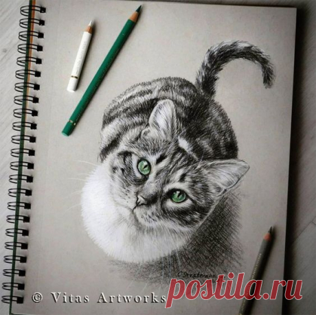12 Basic Steps On How To Draw Animals