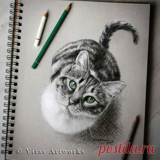 12 Basic Steps On How To Draw Animals